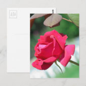 Red roses briefkaart (Voorkant / Achterkant)