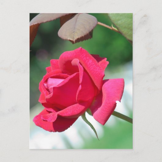 Red roses briefkaart (Voorkant)