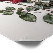 Red Roses Flower Art Print Poster (Hoek)