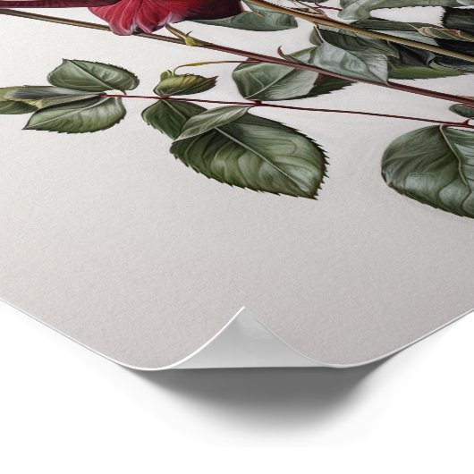 Red Roses Flower Art Print Poster (Hoek)