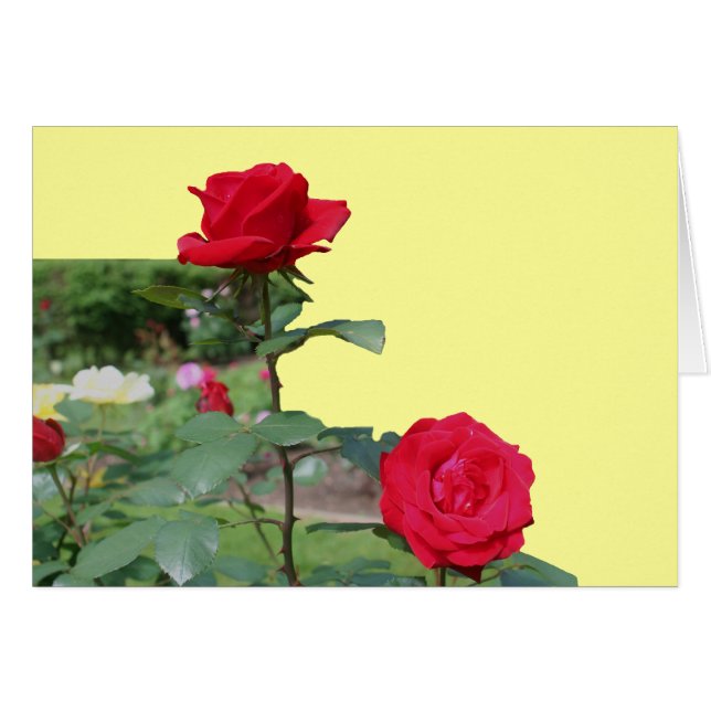 Red Roses Flower Photography Card (Voorkant Horizontaal)
