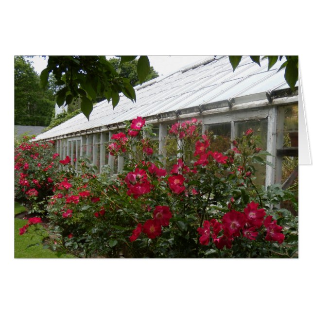 Red Roses Greenhouse (Voorkant Horizontaal)