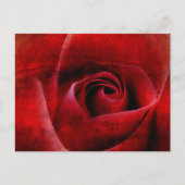 Red Roses Macro. Briefkaart (Voorkant)