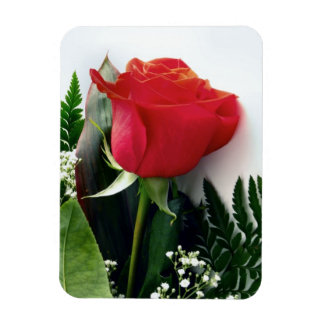 Red roses magneet