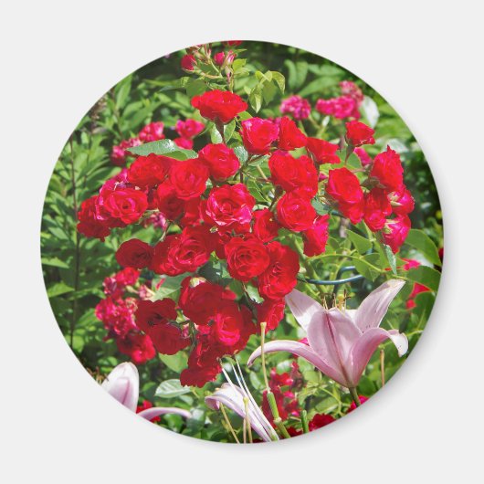 Red Roses magnet (Voorkant)