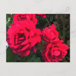 Red Roses Rosarium Briefkaart
