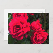 Red Roses Rosarium Briefkaart (Voorkant / Achterkant)