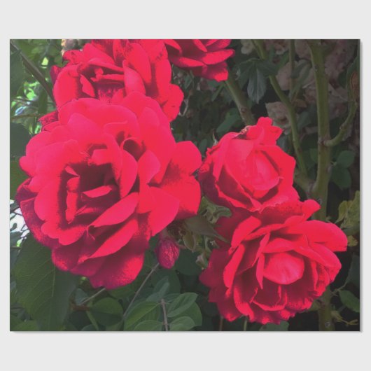 Red Roses Rosarium Cadeaupapier (Vlak)