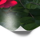 Red Roses Rosarium Foto Afdruk (Hoek)