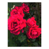 Red Roses Rosarium Foto Afdruk (Voorkant)