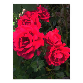 Red Roses Rosarium Foto Afdruk