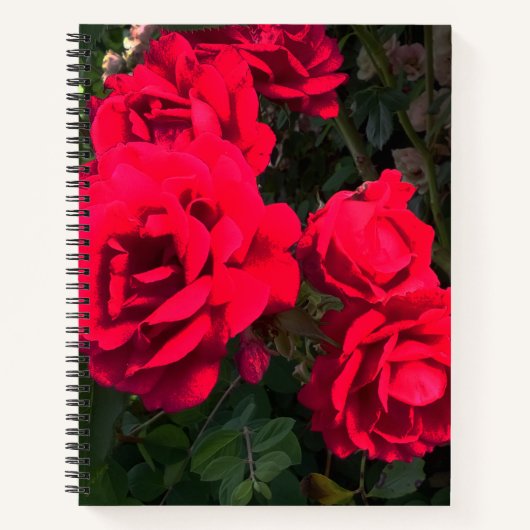 Red Roses Rosarium Notitieboek (Voorkant)