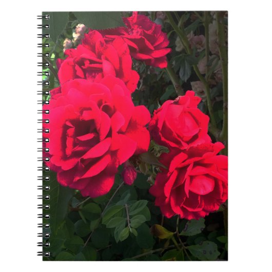 Red Roses Rosarium Notitieboek (Voorkant)