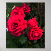 Red Roses Rosarium Poster (Voorkant)
