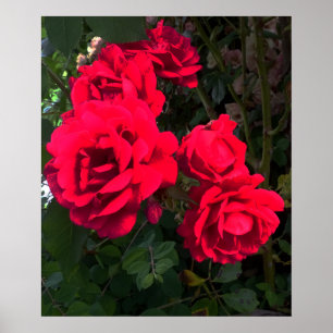 Red Roses Rosarium Poster
