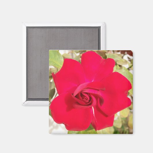 Red Rosy Magneet (Voorkant / Achterkant)