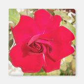 Red Rosy Magneet (Voorkant)