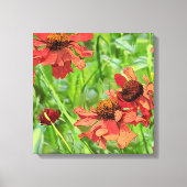 RED RUDBECKIA FLOWERS CANVAS AFDRUK (Voorkant)