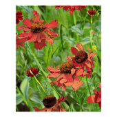 RED RUDBECKIA FLOWERS PERFECT POSTER (Voorkant)