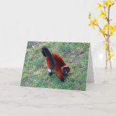 Red Ruffed Lemur #1 Kaart (Gele Bloem)