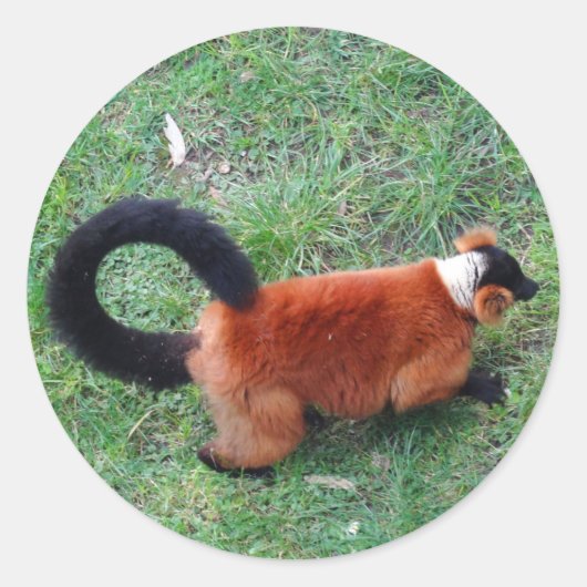 Red Ruffed Lemur #2 Sticker (Voorkant)