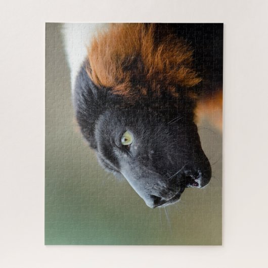 Red Ruffed Lemur. Legpuzzel (Verticaal)