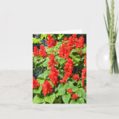 Red Salvia... Kaart (Voorkant)