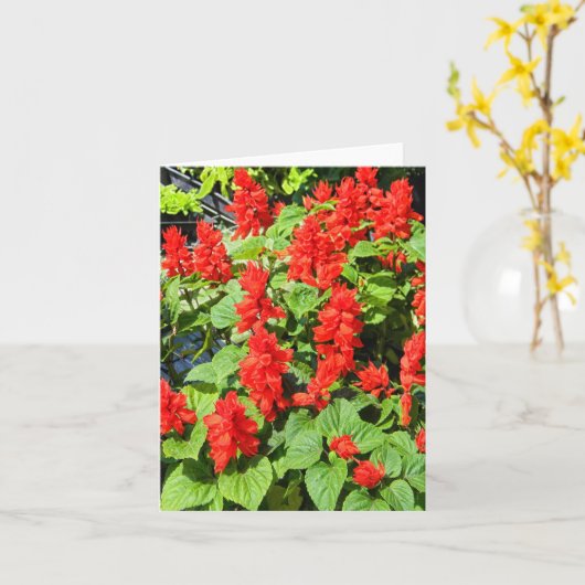Red Salvia... Kaart (Gele Bloem)