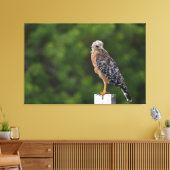 Red schuurde Hawk op Perch met groene achtergrond Canvas Afdruk (Insitu (Woonkamer))