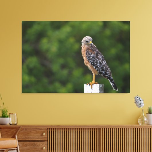 Red schuurde Hawk op Perch met groene achtergrond Canvas Afdruk (Insitu (Woonkamer))