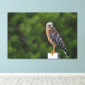 Red schuurde Hawk op Perch met groene achtergrond Canvas Afdruk (Insitu (Houten vloer))
