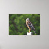 Red schuurde Hawk op Perch met groene achtergrond Canvas Afdruk (Voorkant)