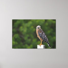 Red schuurde Hawk op Perch met groene achtergrond Canvas Afdruk