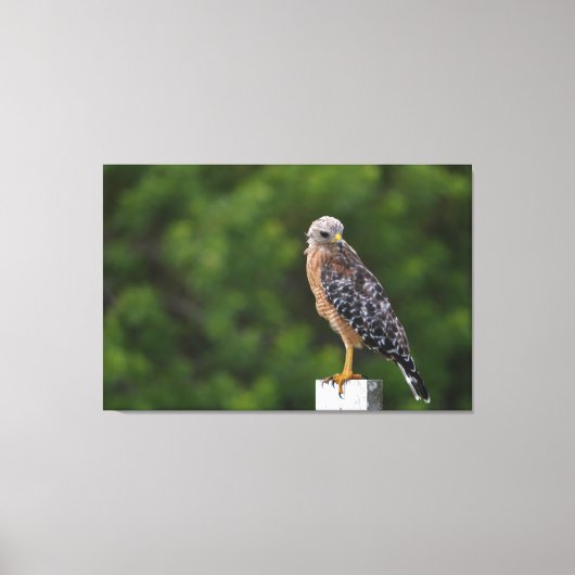 Red schuurde Hawk op Perch met groene achtergrond Canvas Afdruk (Voorkant)
