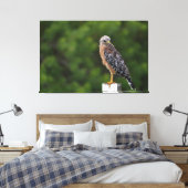 Red schuurde Hawk op Perch met groene achtergrond Canvas Afdruk (Insitu (Slaapkamer))