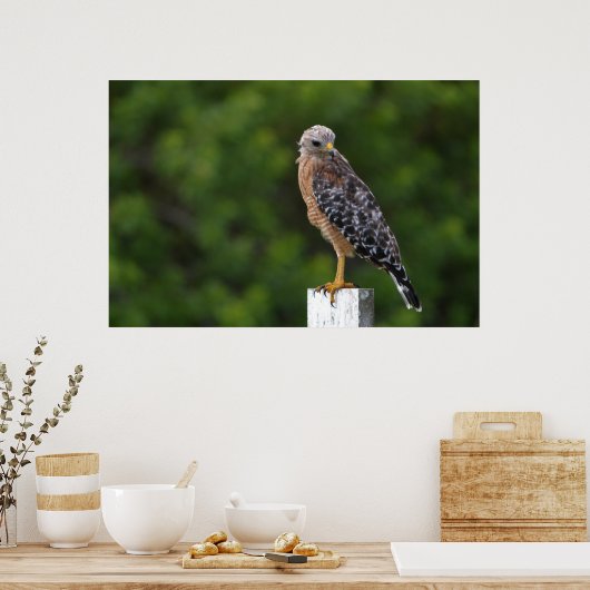 Red schuurde Hawk op Perch met groene achtergrond Poster (Keuken)