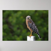 Red schuurde Hawk op Perch met groene achtergrond Poster (Voorkant)
