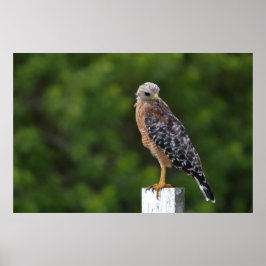 Red schuurde Hawk op Perch met groene achtergrond Poster