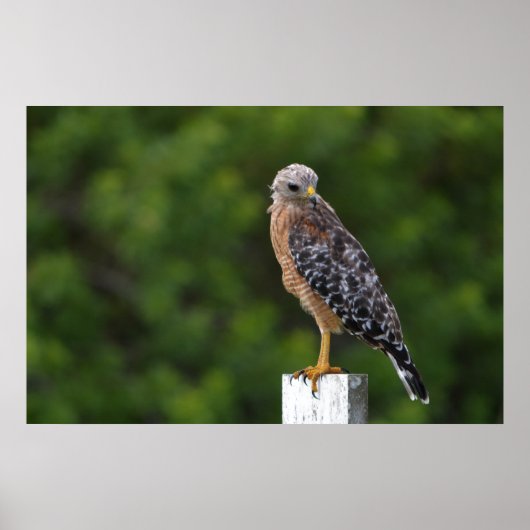 Red schuurde Hawk op Perch met groene achtergrond Poster (Voorkant)