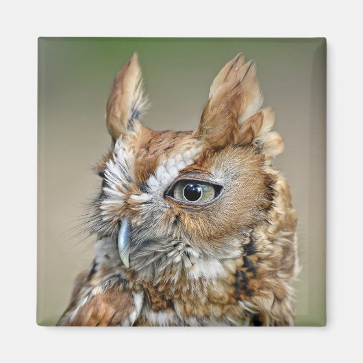 Red Screech Owl Magneet (Voorkant)