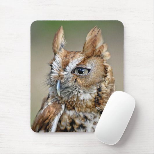 Red Screech Owl Muismat (Met muis)
