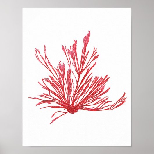 Red Seaweed Art Print No.1 Beach Decor (Voorkant)