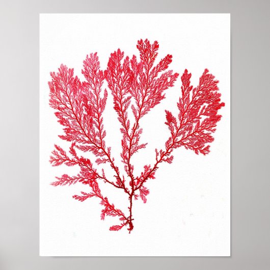 Red Seaweed Art Print No.3 Beach Decor (Voorkant)