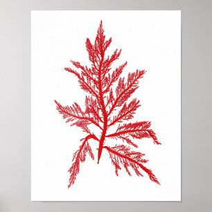 Red Seaweed Art Print No.7 Beach Decor