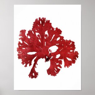 Red Seaweed Art Print No.9 Beach Decor