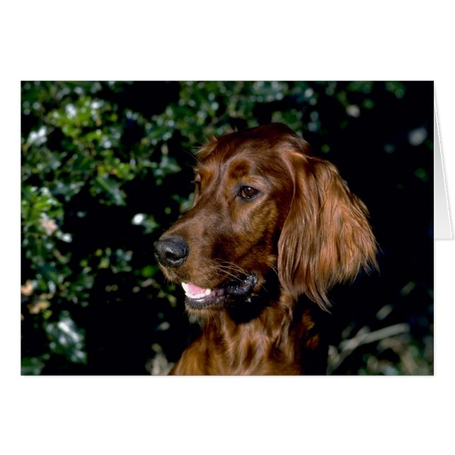 Red Setter (Voorkant Horizontaal)