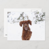Red Setter Briefkaart (Voorkant / Achterkant)