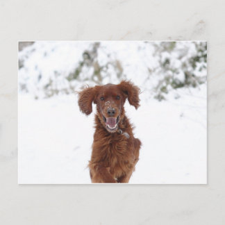 Red Setter Briefkaart