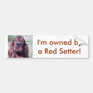 Red Setter Bumpersticker