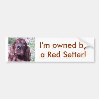 Red Setter Bumpersticker